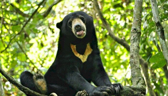 Kemunculan Beruang di Umpu Semenguk, Masyarakat Berharap Jangan Sampai Terjadi Korban