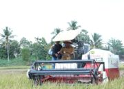 Wabup Lamteng Lakukan Panen Raya Padi di Kampung Bangun Sari