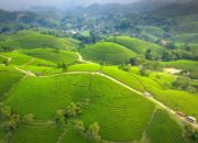 Pembangunan Pariwisata dan Pertanian di Minahasa: Sinergi untuk Meningkatkan Ekonomi Daerah