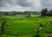 Sinergi Pengembangan Pariwisata dan Pertanian di Kabupaten Minahasa