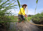 Transformasi Sektor Pertanian Modern di Kabupaten Merauke